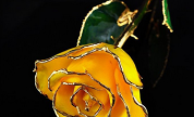 Rosa Amarilla 2