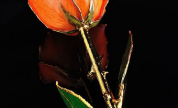 Rosa Naranja 2