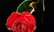 Rosa Roja 2