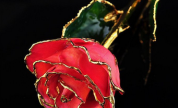 Rosa Roja 3